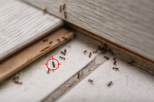Professional Pest Control in Hyattsville, MD