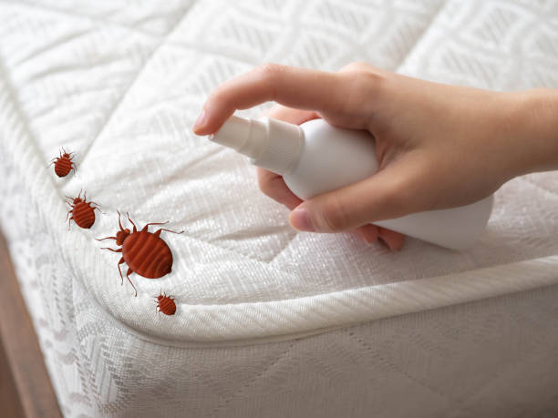 Best Mosquito Control Services  in Hyattsville, MD
