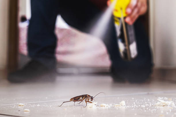 Best Termite Control Services  in Hyattsville, MD