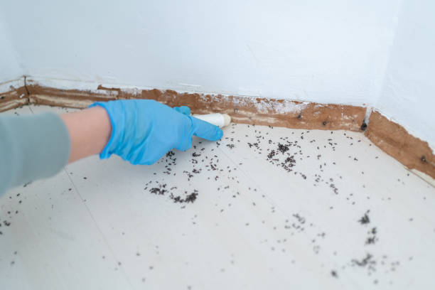Pest Prevention Services in Hyattsville, MD
